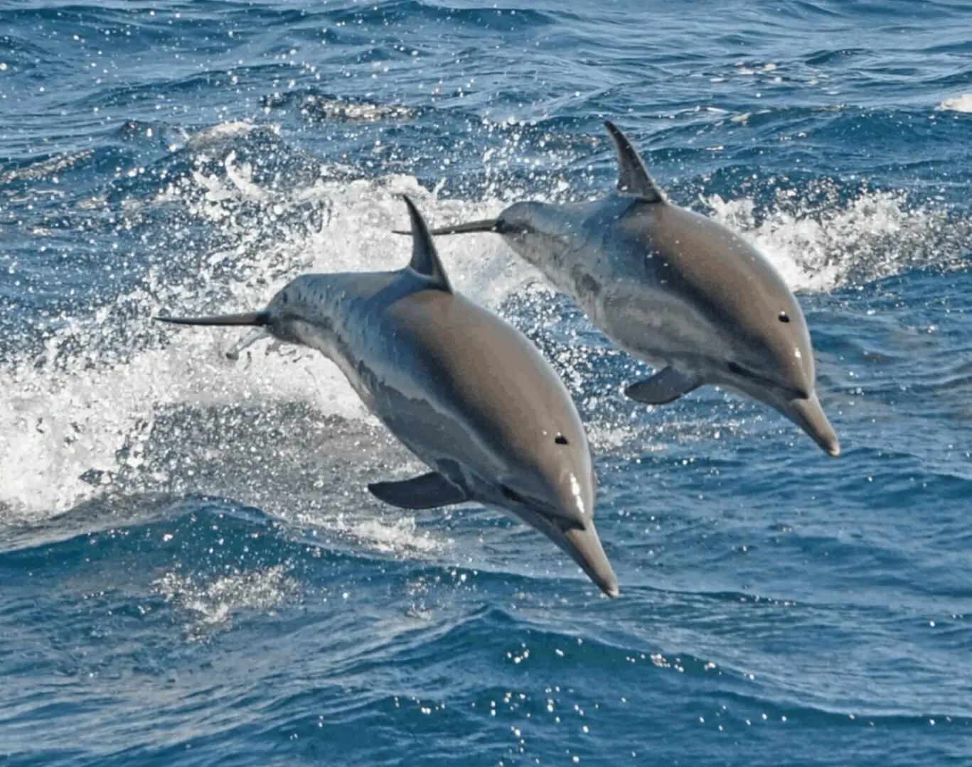 Three dolphins leaping out of the ocean in unison.
