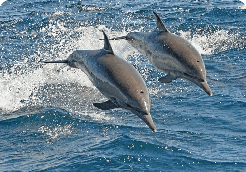 Two dolphins jumping out of the water.